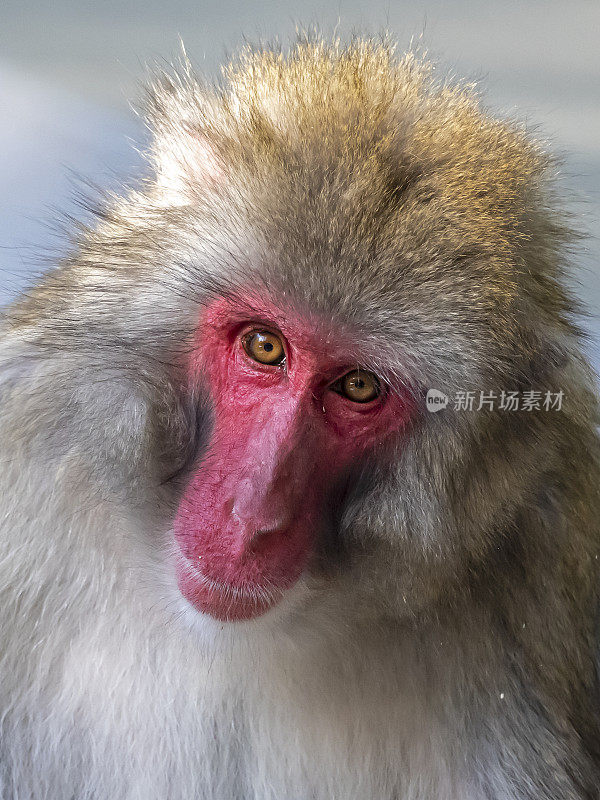 日本猕猴(Macaca fuscata)的特写照片